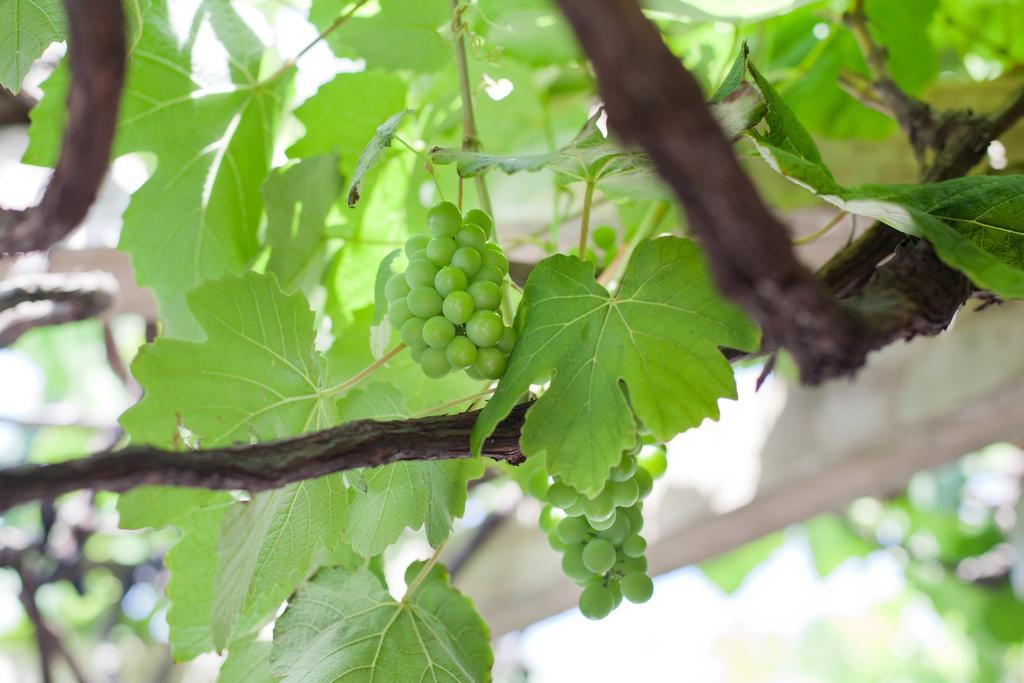 The Vineyard On باليتو المظهر الخارجي الصورة